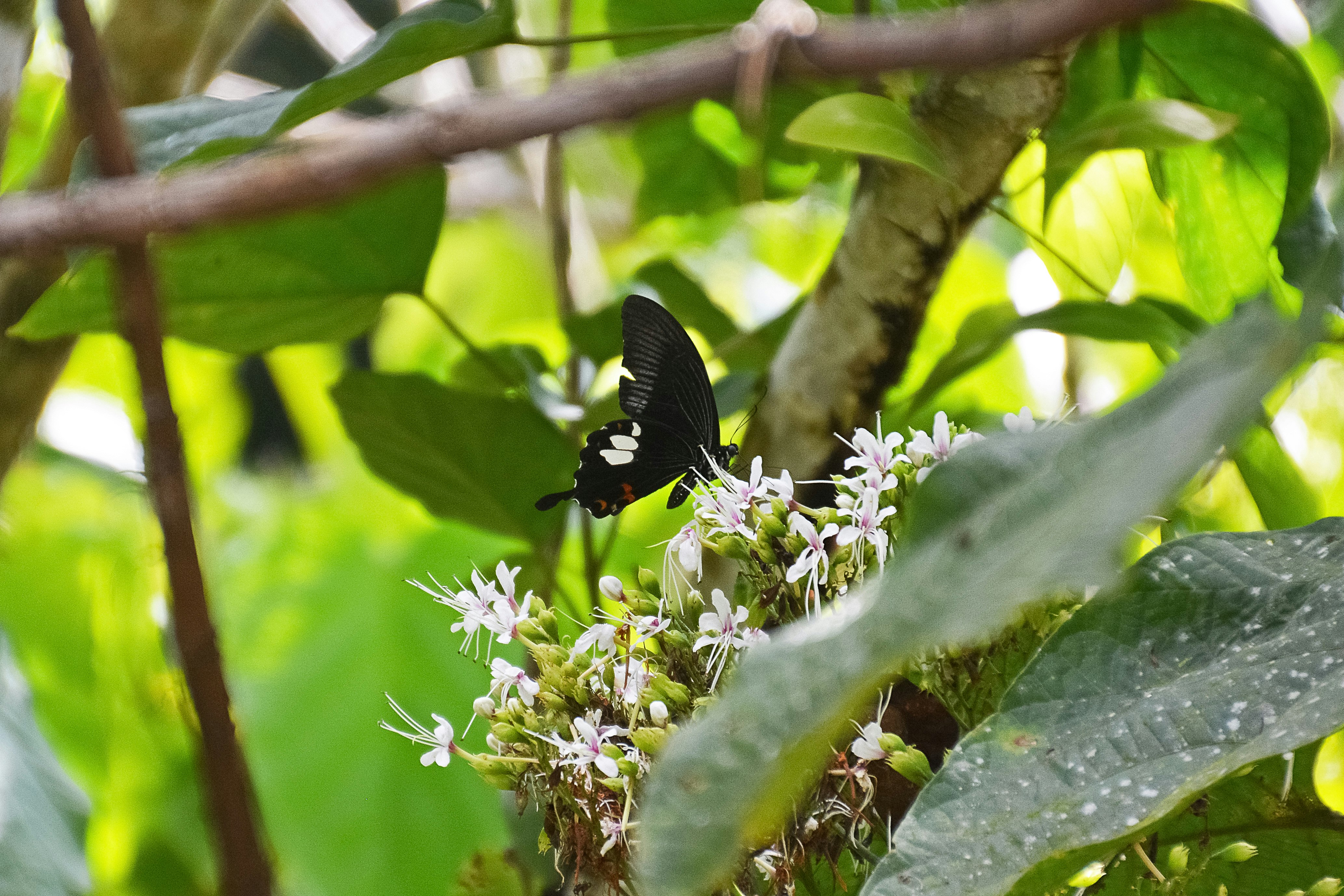 black and white butterfly on white flower